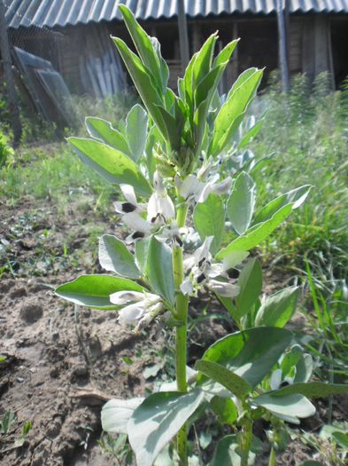 Bob; Bob (vicia faba)
