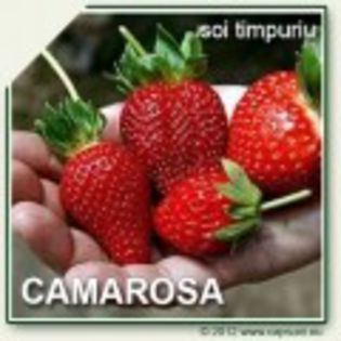 500X500_CAMAROSA_03-120x120