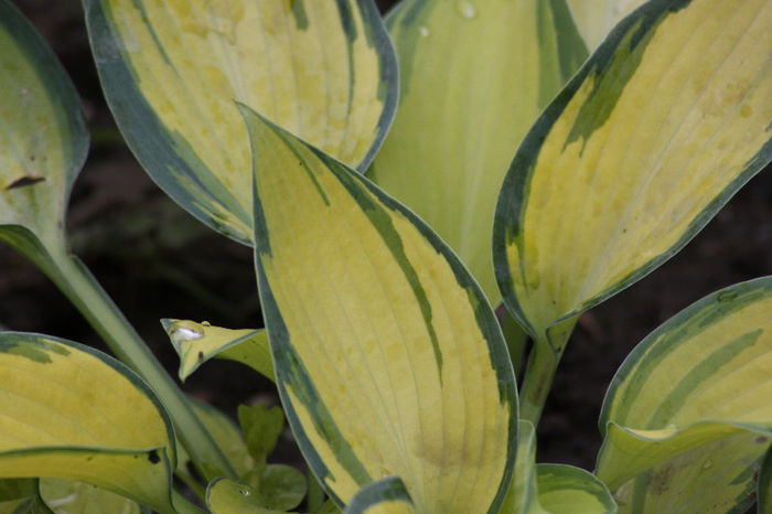 IMG_4808 - Hosta