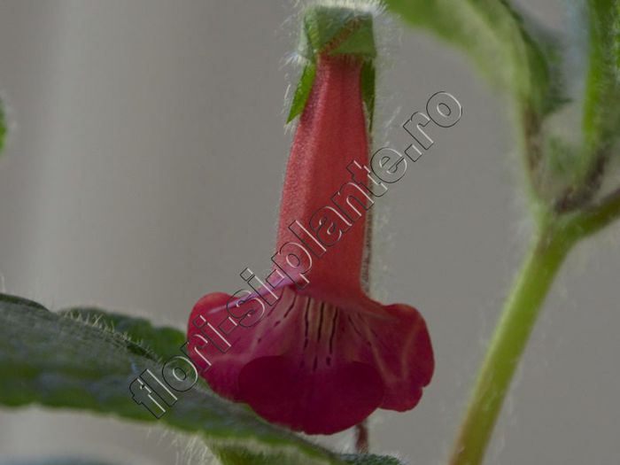 Sinningia EW s Spring Melody - GLOXINIA _ SINNINGIA