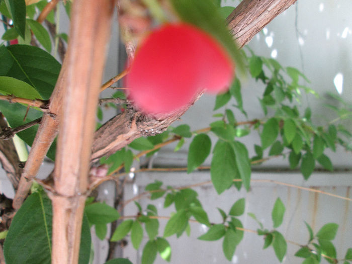 fruct de lonicera fragrantissima - sfarsit de mai 2013