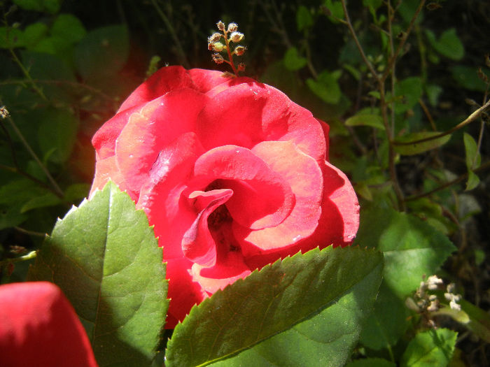 Red Rose, 28may2013