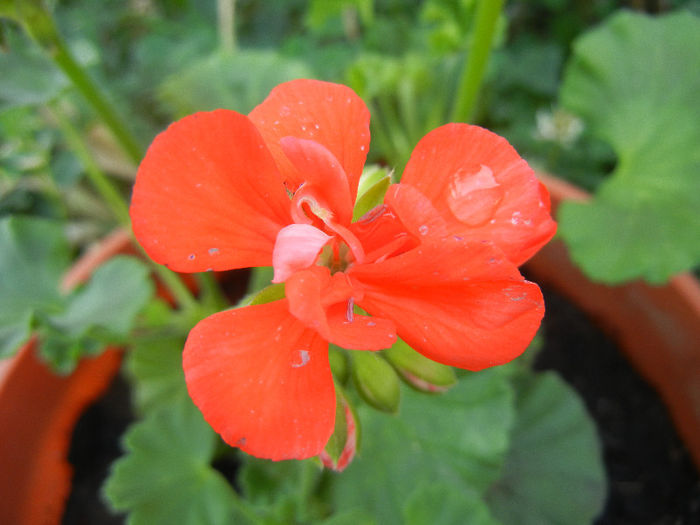 Red Geranium (2013, May 20)