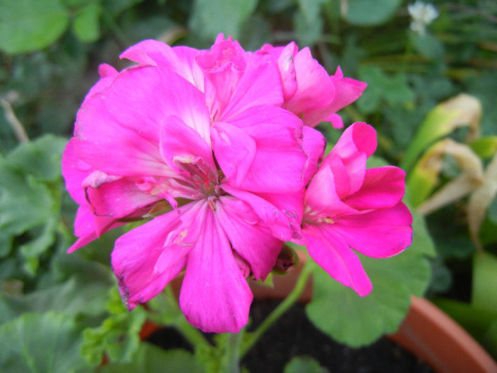 Pink Geranium (2013, May 20)