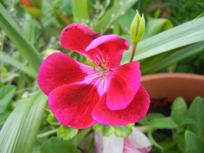 Bicolor geranium (2013, May 20)