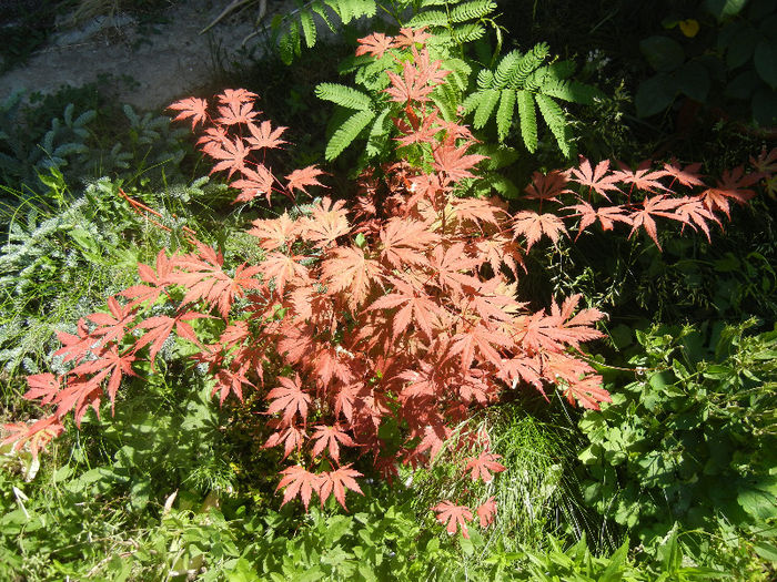 Acer palmatum Ariadne (2013, May 26)