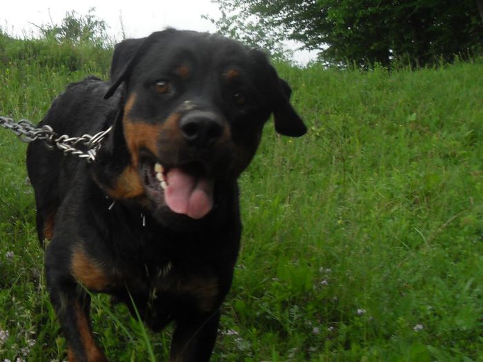  - ROTTWEILER APRILIE 2013 vanduti