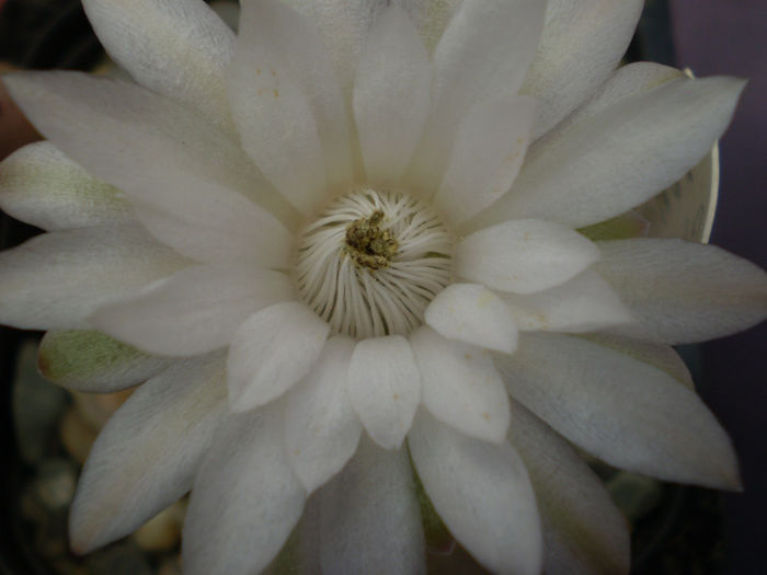 Gymnocalycium  damsii - Gymno 2013