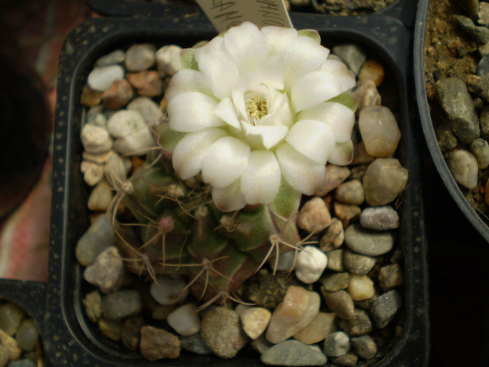 Gymnocalycium  damsii - Gymno 2013