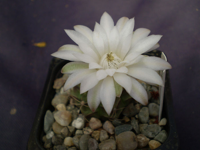 Gymnocalycium  damsii - Gymno 2013