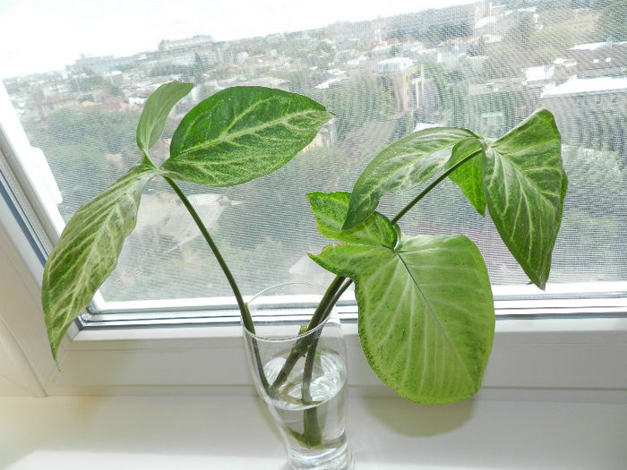 A CAZUT DE LA UN BALCON