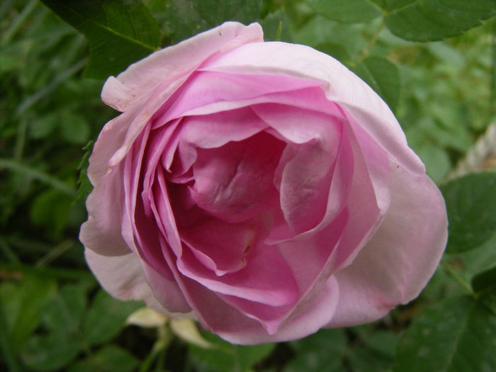 Gloire de France(Rose Edouard) - Gloire de France