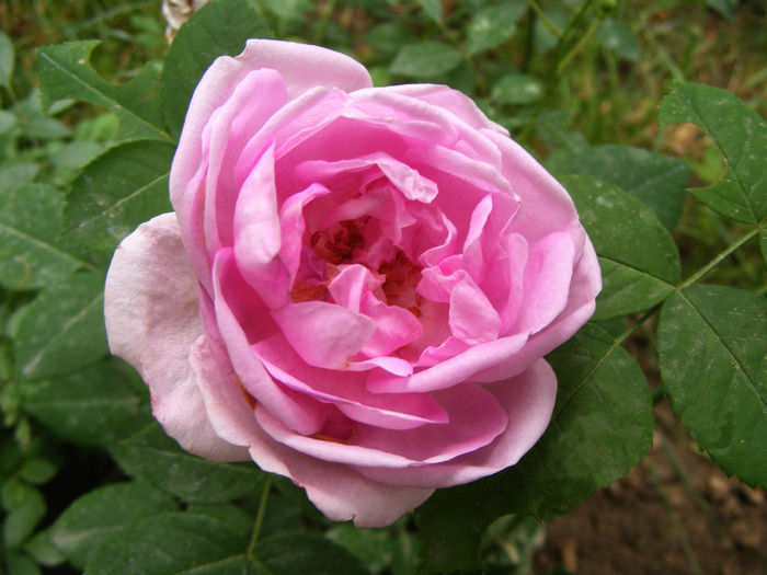 Gloire de France(Rose Edouard) - Gloire de France