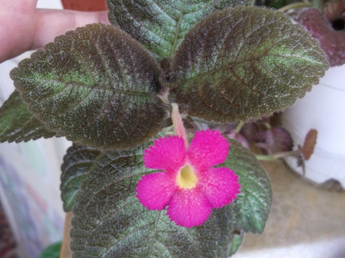 Dory - Episcia