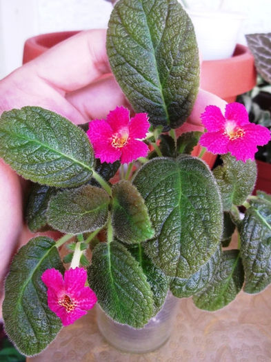 DSCF0955 - Episcia