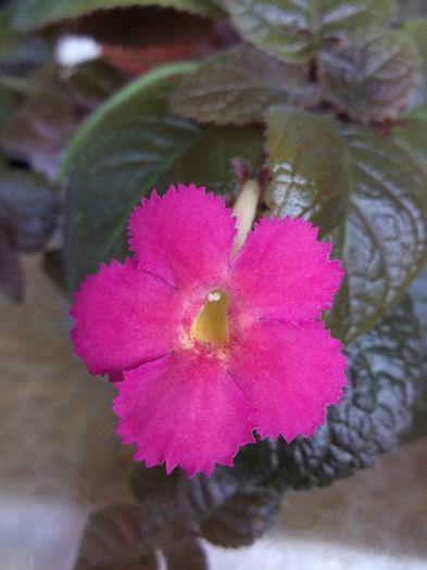 Fire Ember - Episcia