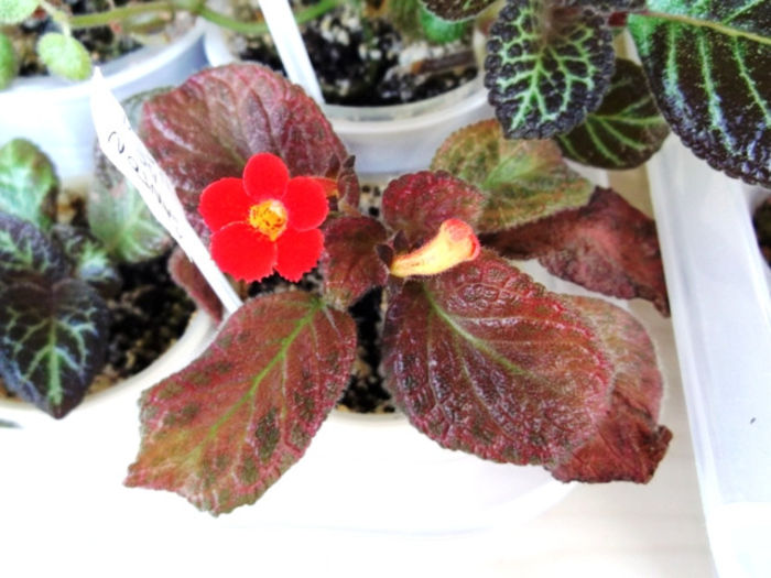 Canton de l'est - Episcia