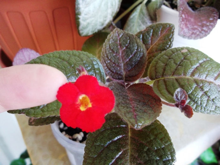 DSCF0968 - Episcia