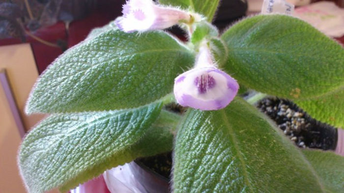 Fimbriata Blue Heaven (2) - Episcia