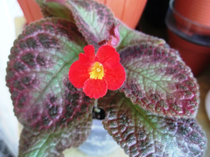 Jim's Pink Heaven - Episcia