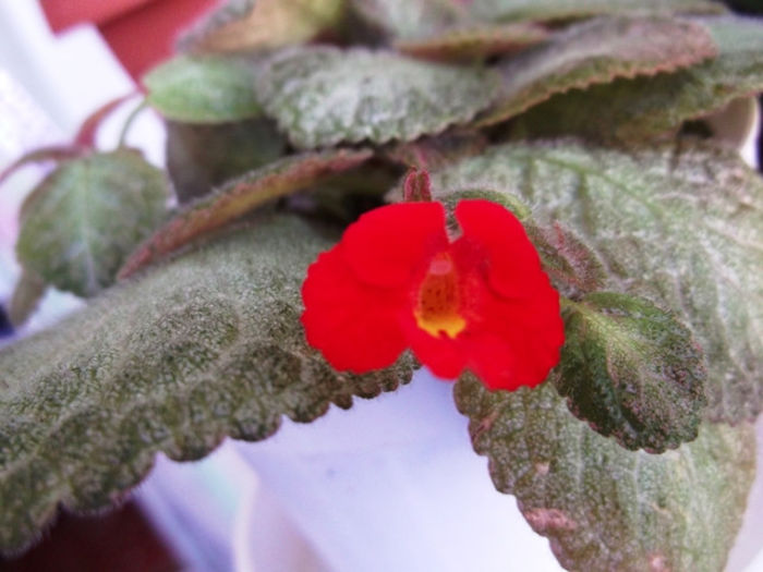 KD's Glittermagic (3) - Episcia