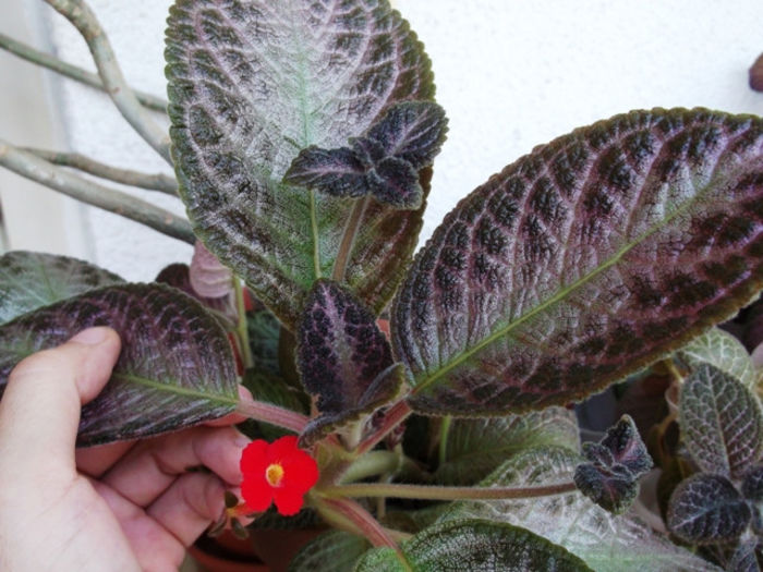 Outoasis (2) - Episcia