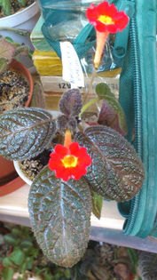 Raspberry Parade (1) - Episcia