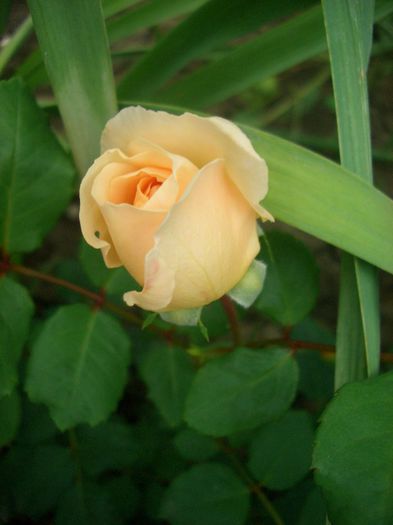 Crocus Rose • AUSquest • City of Timaru • Emanuel; Shrub.  English Rose Collection.  Bred by David Austin (United Kingdom, 2000).
