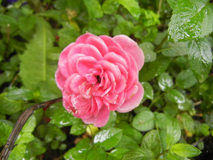 Pink Miniature Rose (2013, Jun.02)