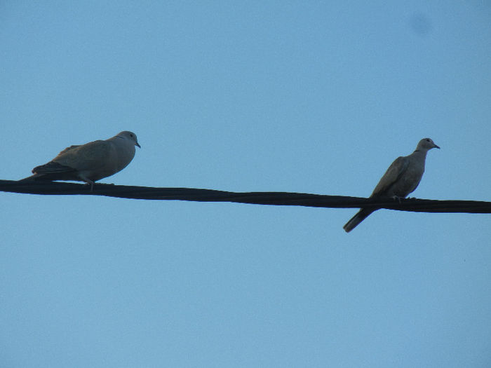 Collared Dove (2013, May 12)