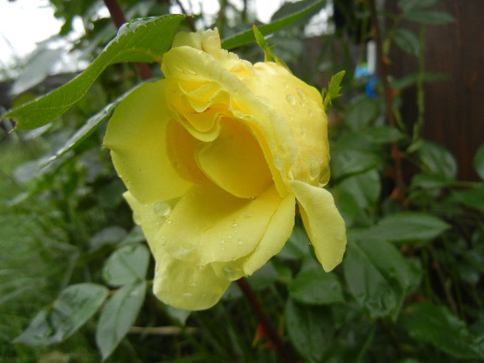 Rose Golden Showers (2012, May 25)