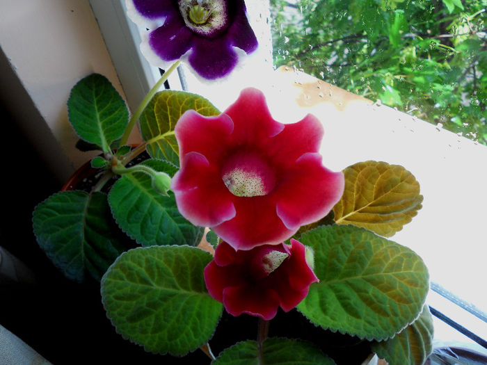 iunie2013 (3) - Gloxinia 2013