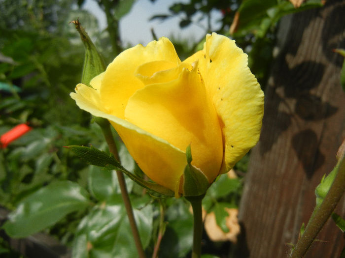 Rose Golden Showers (2013, May 17)