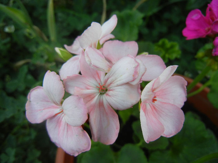 Light Pink geranium (2013, May 20) - ZONAL Geraniums