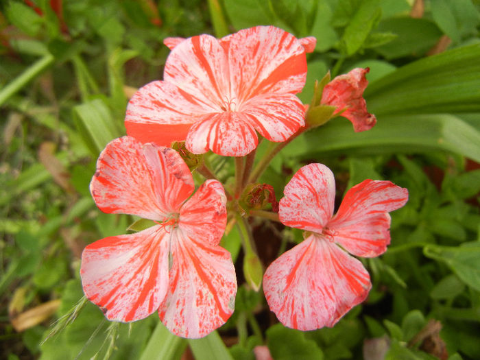 Red & White geranium (2013, May 29)