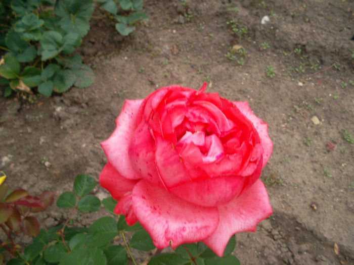SAM_2580 - trandafiri 2013