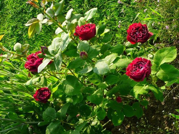 Baron Girod de L ´Ain-trandafir vechi