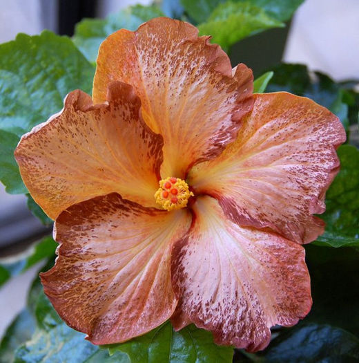 f945c2ec1ae7 - DE CE PIERDEM VREMEA CU SEMINTE DE HIBISCUS TROPICAL -ce iese