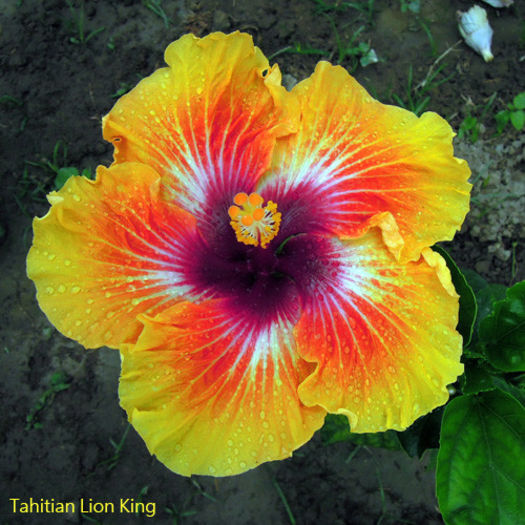 Tahitian Lion King - DE CE PIERDEM VREMEA CU SEMINTE DE HIBISCUS TROPICAL -ce iese