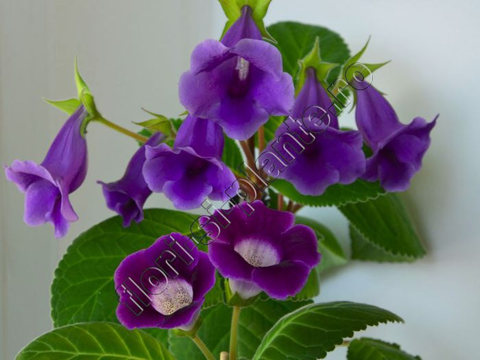 S R G S - GLOXINIA _ SINNINGIA