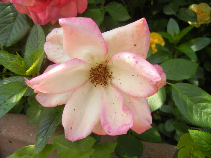 Pink Miniature Rose (2013, Jun.04)