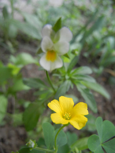 Viola arvensis & Oxalis stricta; (2013, June 05)
