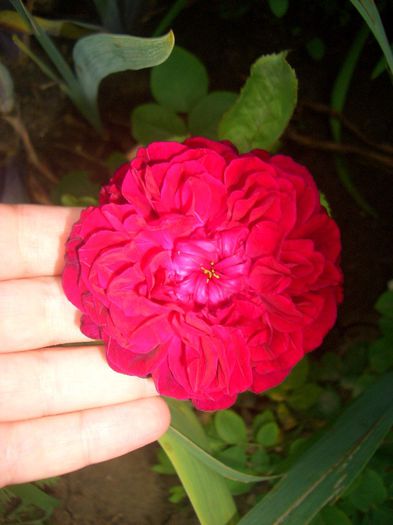 The Dark Lady • AUSbloom; Shrub.  English Rose Collection.  Bred by David Austin (United Kingdom, 1991).
