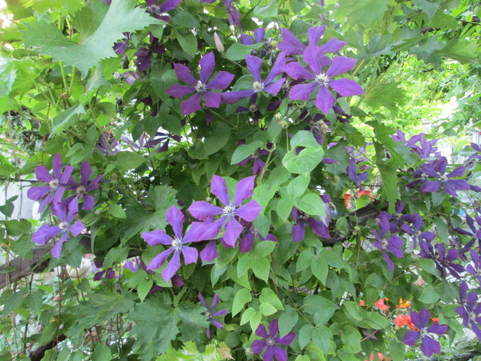 clematis