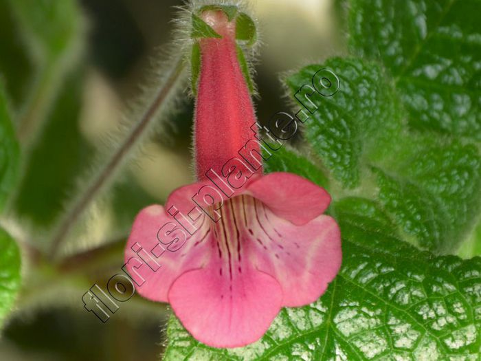 Sinningia EWs Spring Melody - GLOXINIA _ SINNINGIA