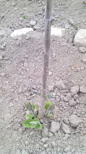 2013-04-21 19.08.55 - Paulownia Anul-1