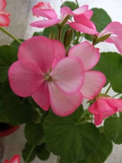 pink bicolor 03