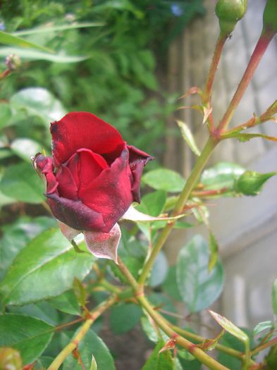 Belkanto • Noa92199; Climber, Large-Flowered Climber.  Bred by Werner Noack (Germany, 2004).
