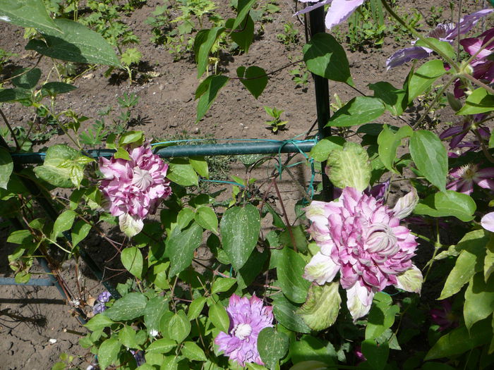 P1210176 - Clematite 2013