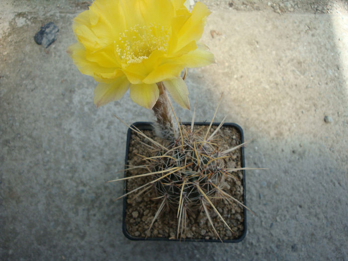 Lobivia aurea     (Britton & Rose) Backeb.1934; Denumire acceptată; Echinopsis aurea Britton &amp;amp; Rose 1922     
Origine: Argentina -nord (-4°C)
